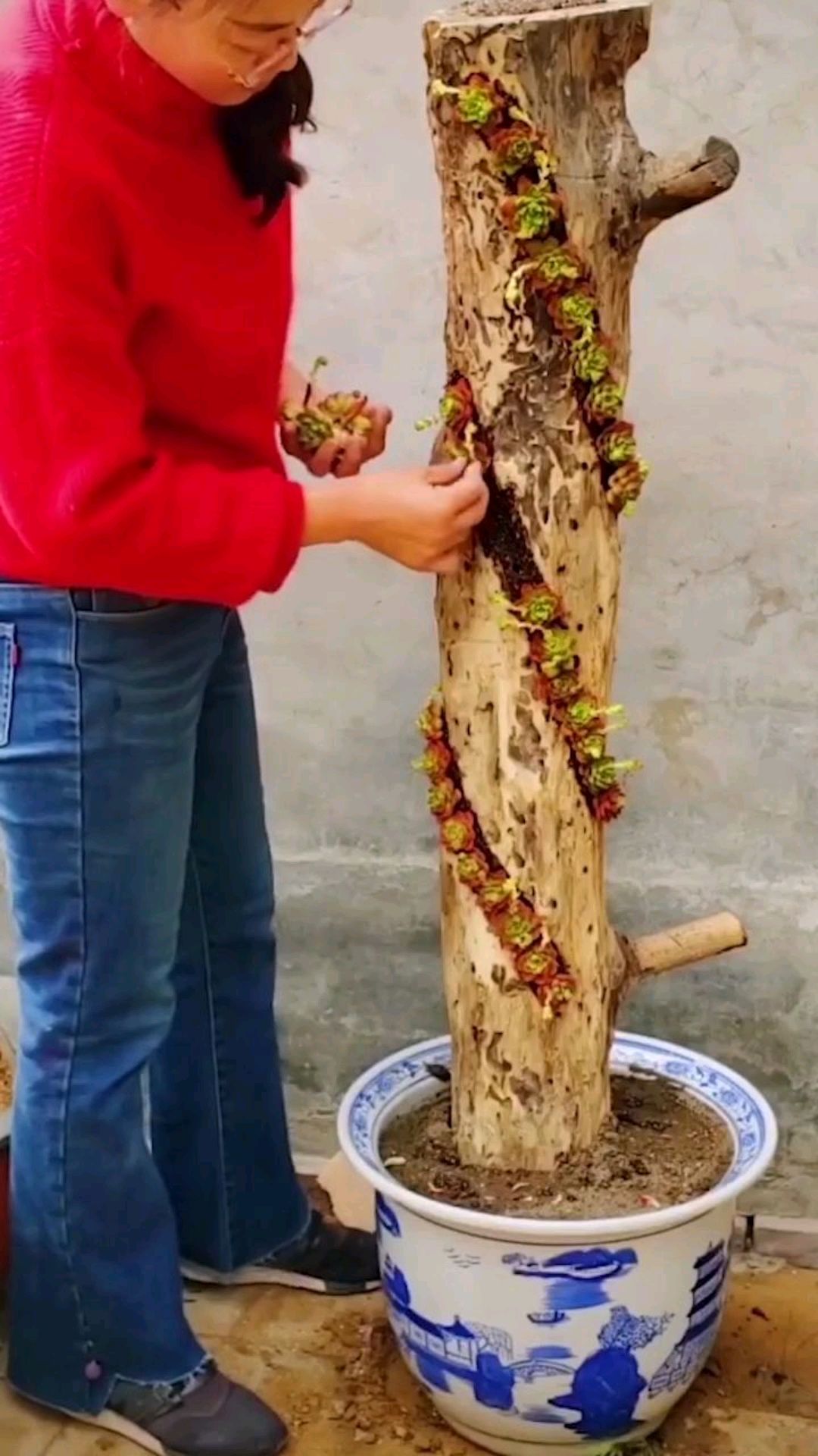 园艺师的创意盆景,多肉植物成为了主题
