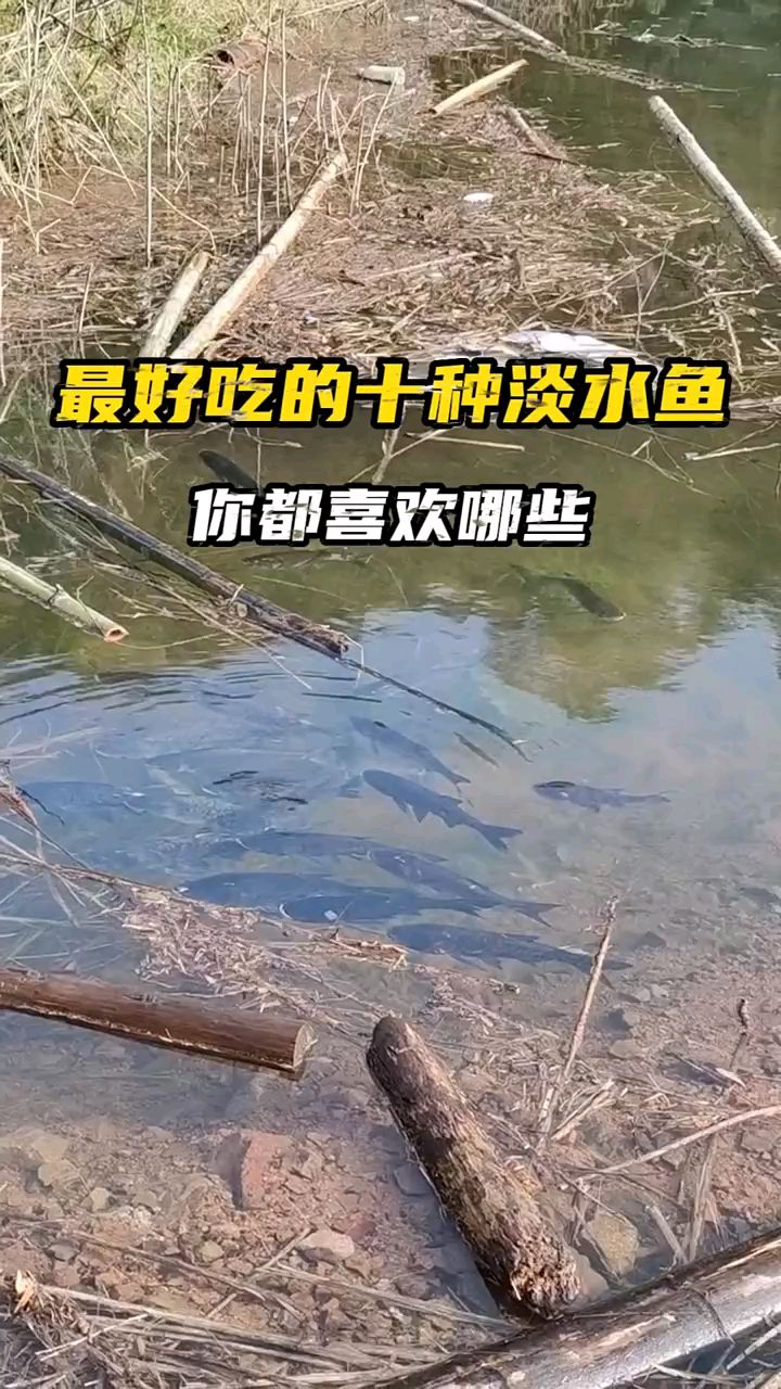 最好吃的十种淡水鱼