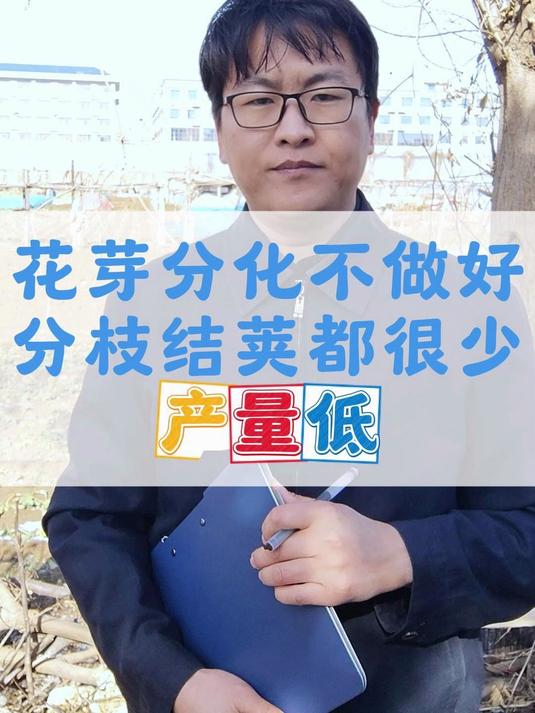 油菜不做好花芽分化,会导致分枝少结荚少,产量降低
