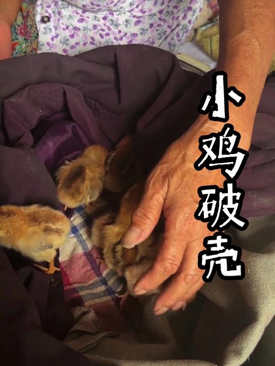农村生活,小鸡破壳日