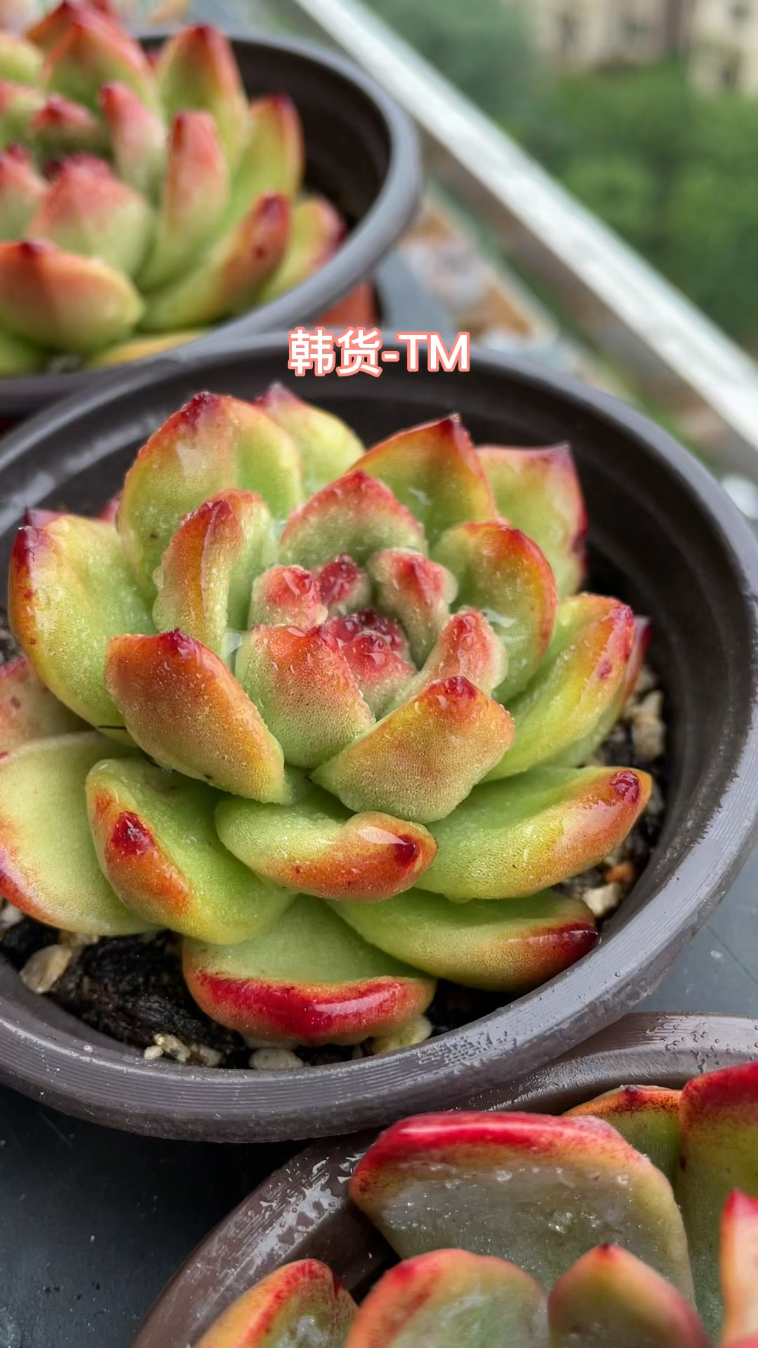 这些品种你都有吗?韩国多肉了解下