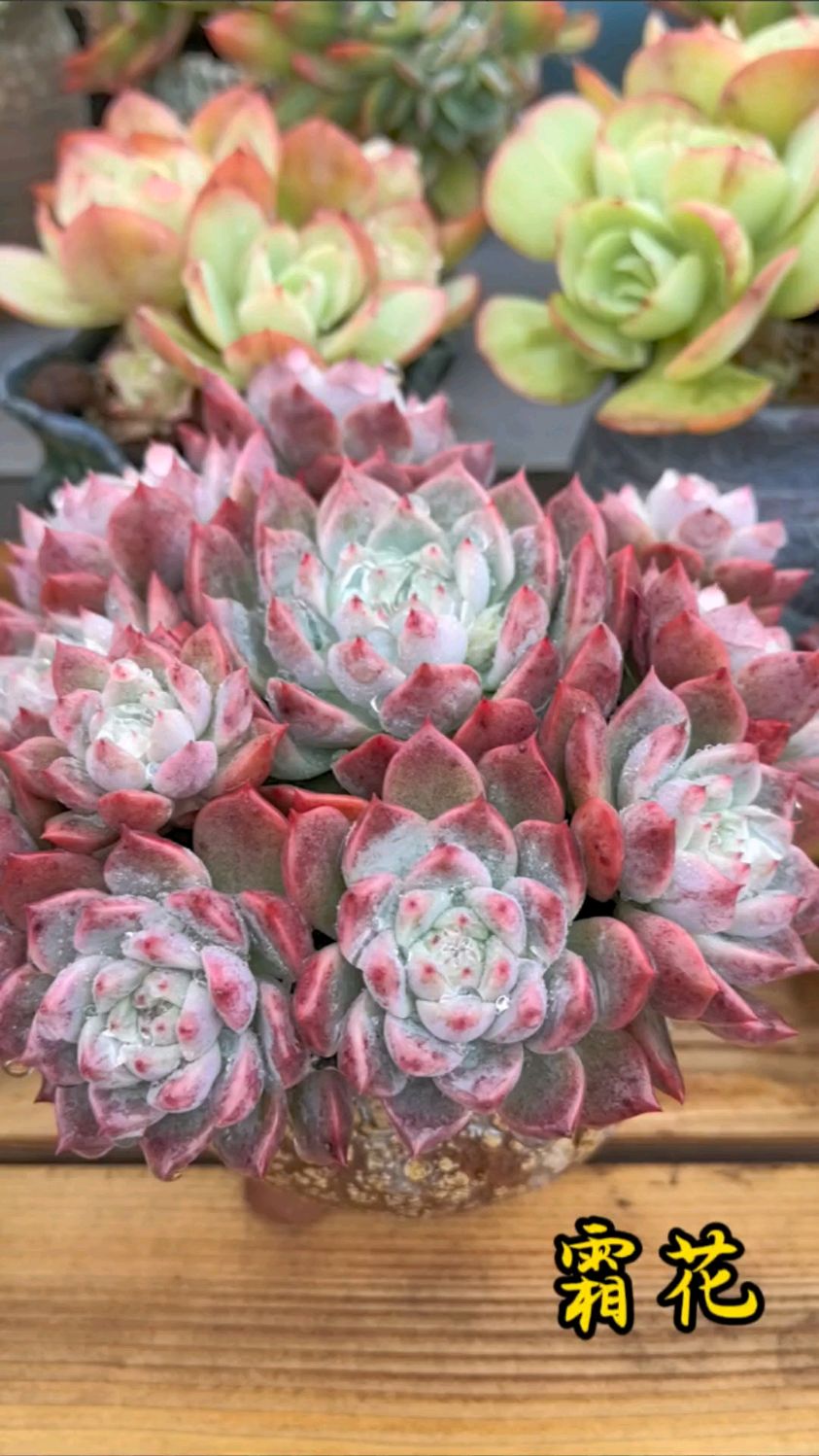 雨中的霜花真的太惊艳了,非常容易上色的一款多肉