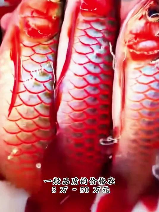 带你认识各种龙鱼品种