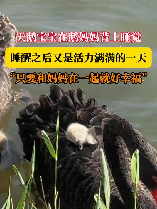 天鹅宝宝在鹅妈妈背上睡觉,睡醒之后又是活力满满的一天