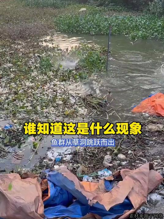 谁知道这是什么现象,鱼群从草洞跳跃而出