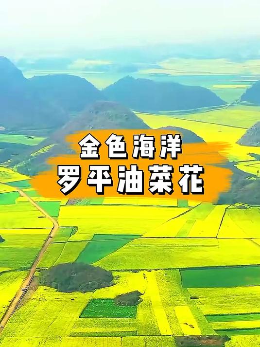 罗平油菜花，中国最大的油菜花海，春天的金色海洋美到窒息#旅游创作季#