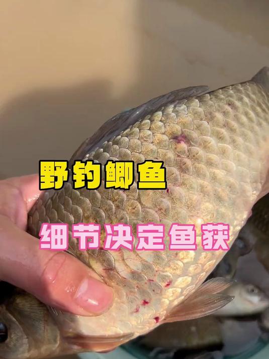 野钓鲫鱼细节决定鱼获