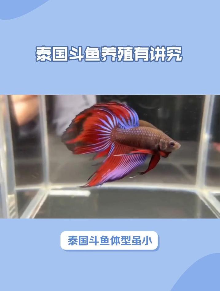 泰国斗鱼养殖技巧