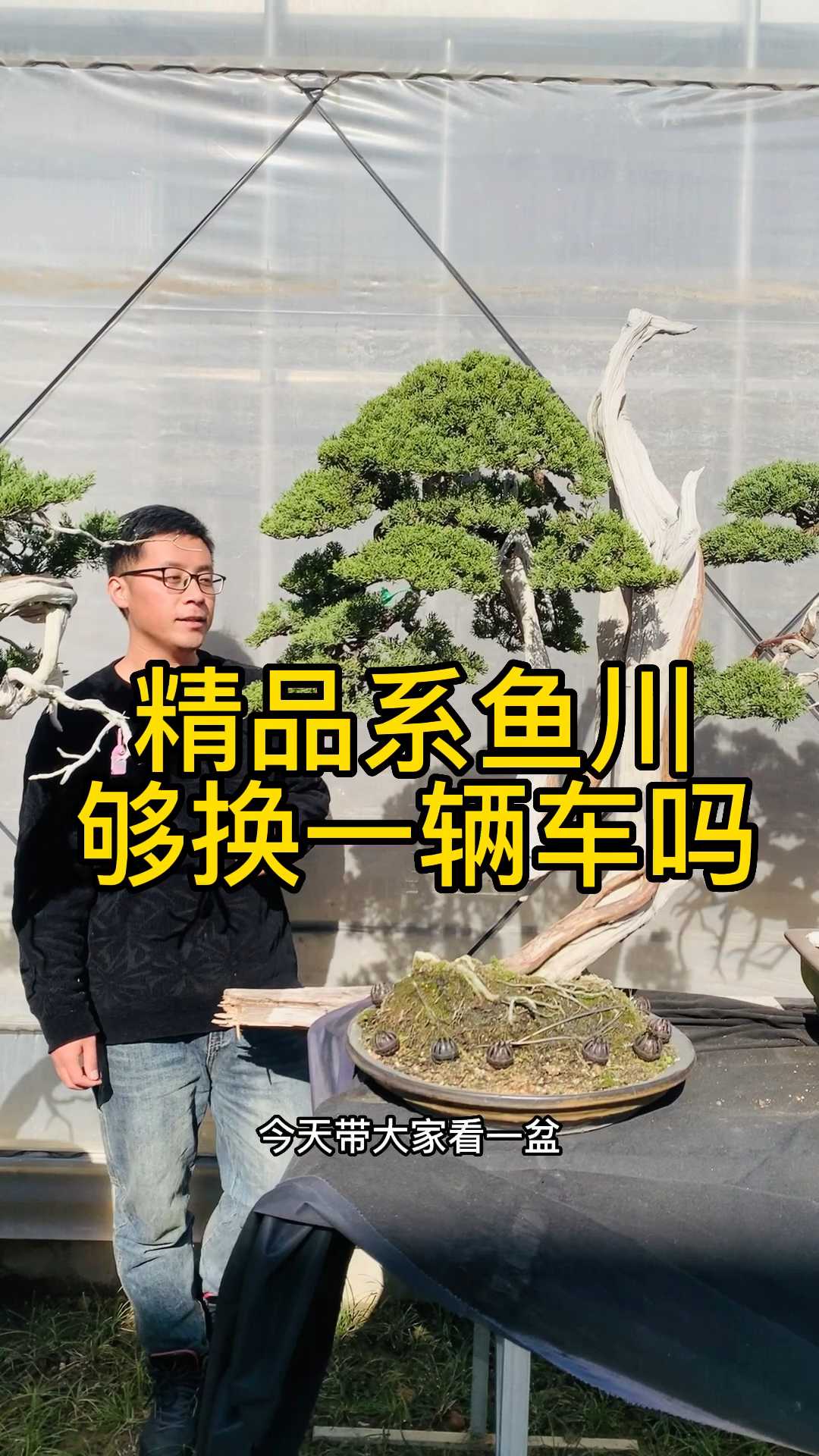 精品系鱼川盆景