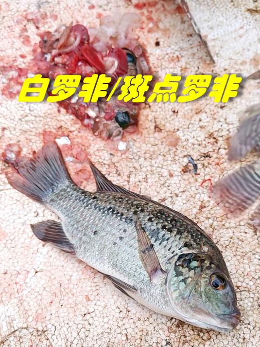 没罗非味的罗非鱼:加利略帚齿非鲫(白罗非或斑点罗非)