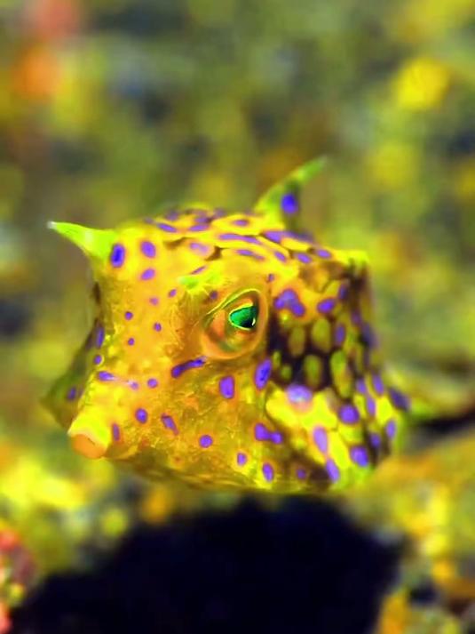 深海鱼群舞动快乐自由 #海洋生物 #海底世界 #奇妙的海洋生物 #蓝色治愈系 #海底生物