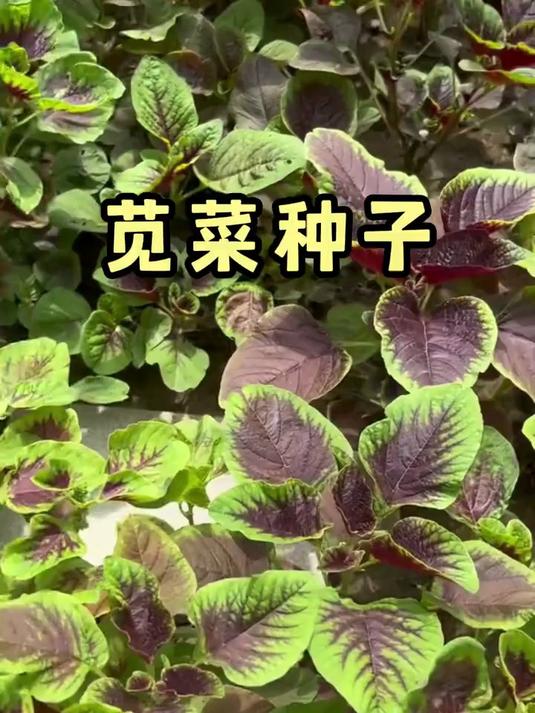 撒籽就疯长！红苋菜越摘越旺，一茬接一茬吃不完！