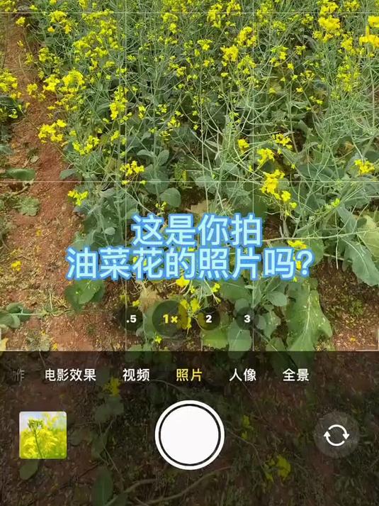 油菜花怎么拍？
