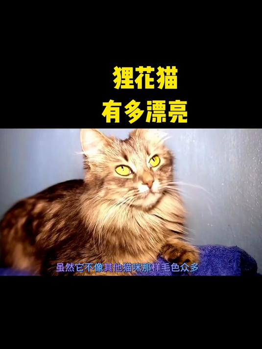 狸花猫有多漂亮