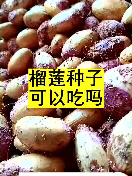 榴莲种子可以吃吗