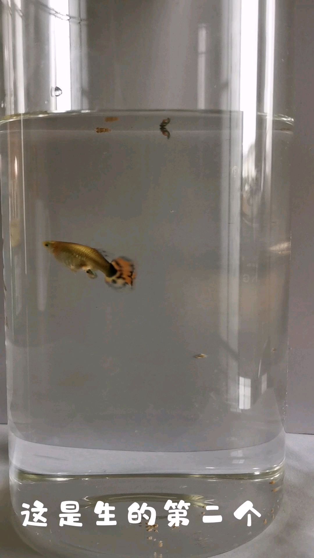 难得一见的孔雀鱼生小鱼,不要错过!拍了一天终于拍到