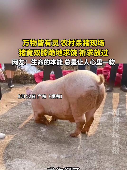 农村杀猪现场，猪竟双膝跪地求饶，祈求放