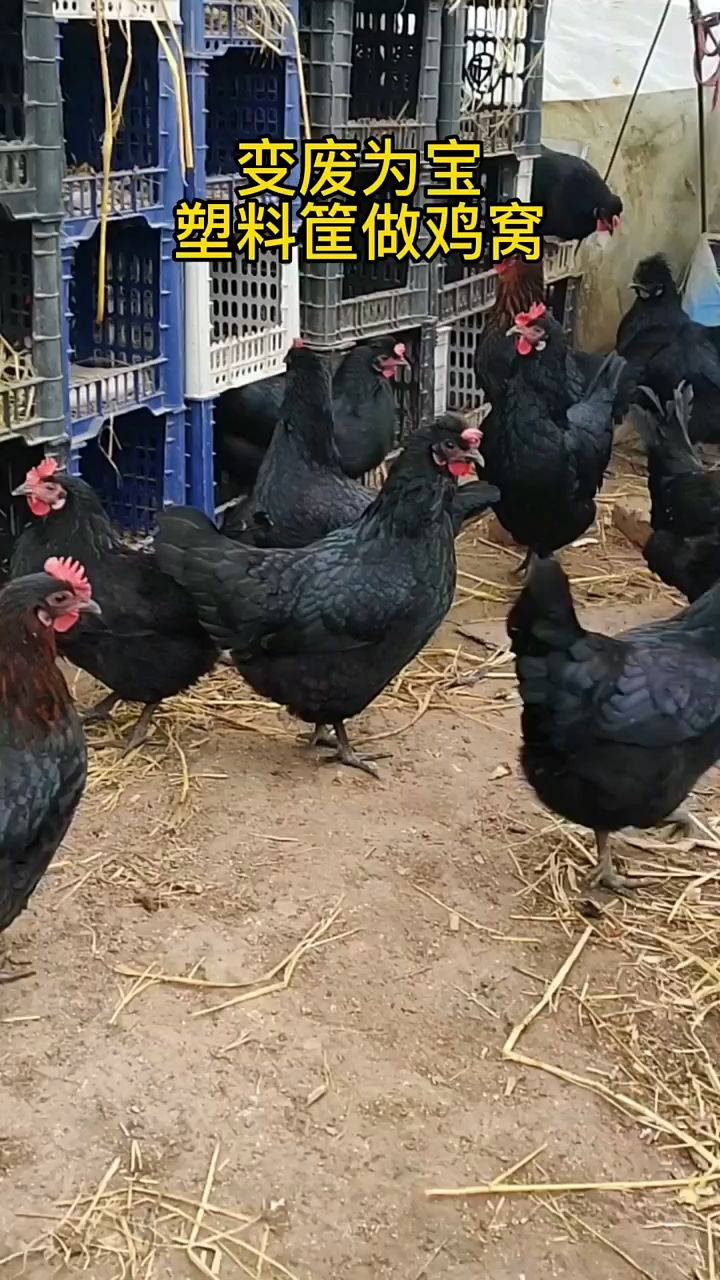 散养鸡下蛋找不到鸡窝怎办