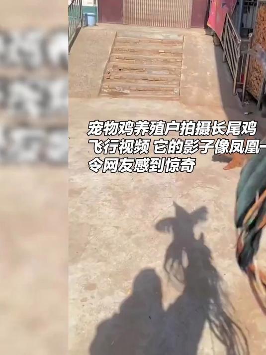 长尾鸡飞行影子像凤凰,网友:山鸡变凤凰?