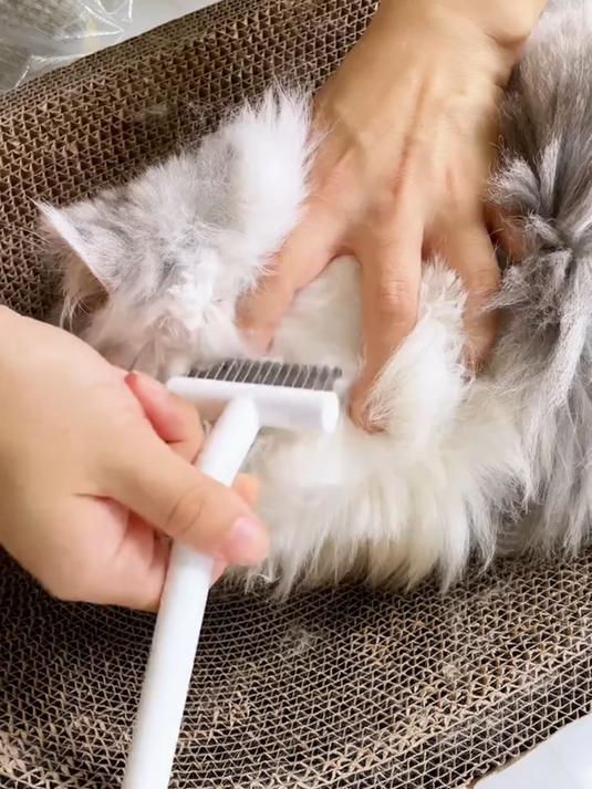 家里猫咪毛发打结、掉毛的有救了!