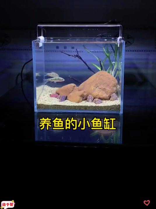 一边做鱼缸造景 一边去小水坑摸鱼 累够呛的!