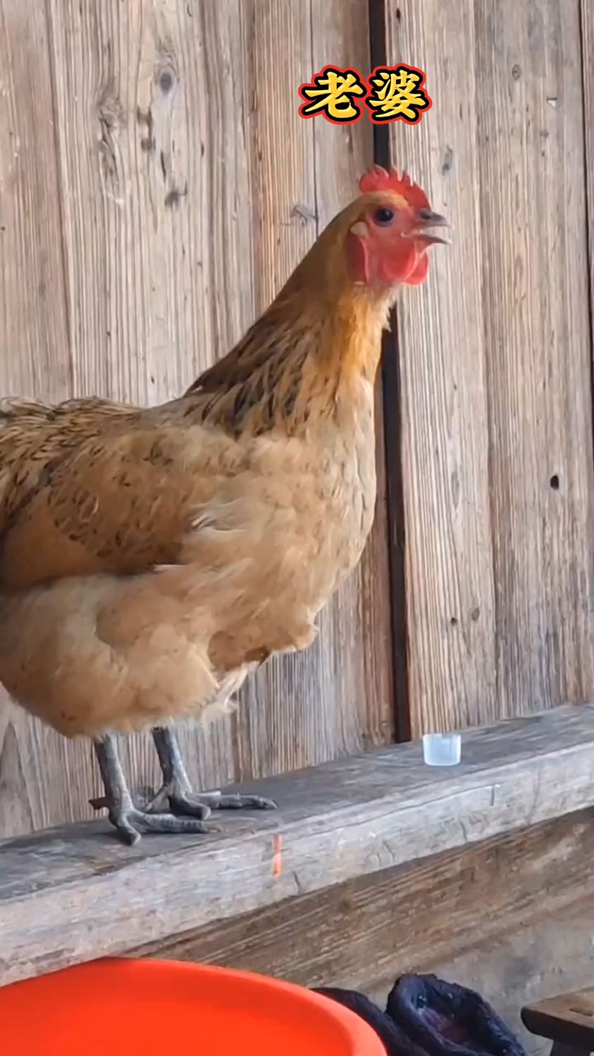 公鸡母鸡唱情歌(笑笑)