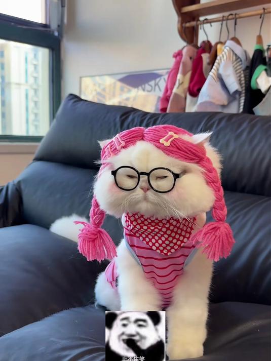 竟有人追到家里催更宠物头像?毛孩子的抽象款猫咪头像