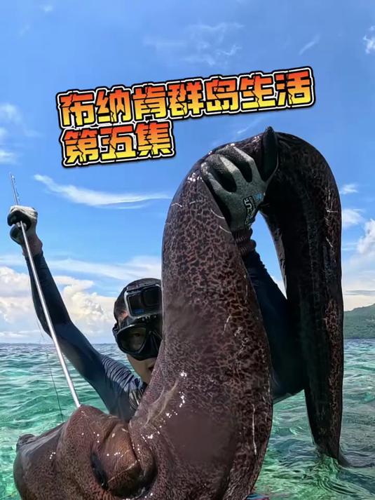 前往鳗鱼王岛收获了史无前例的1米65长的大鳗鱼!