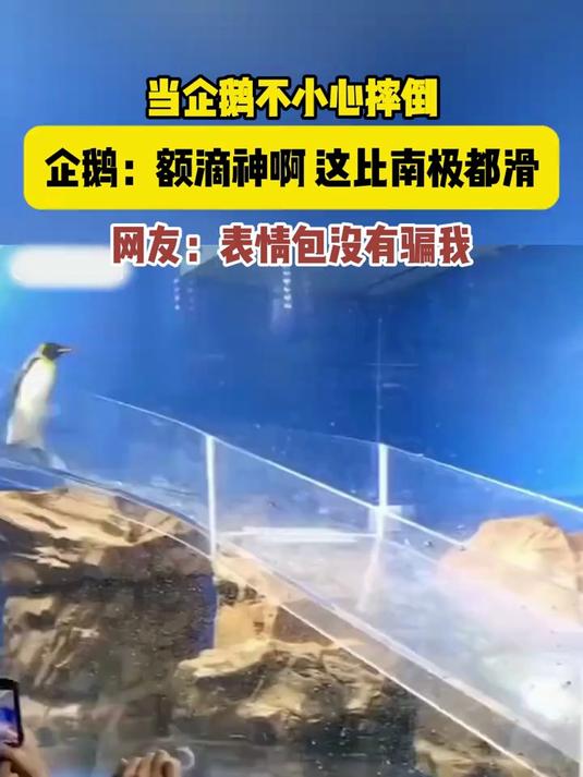 当企鹅不小心摔倒,企鹅:额滴神啊,这比南极都滑!网友:表情包果然没有骗我 动物的迷惑行为