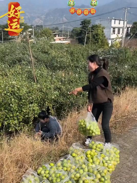 比苹果脆比蜜瓜甜一口下去满嘴爆汁!牛奶贵妃蜜枣淡淡奶香!