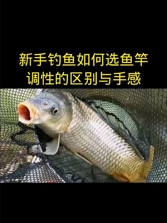 新手钓鱼如何选鱼竿,调性的区别与手感