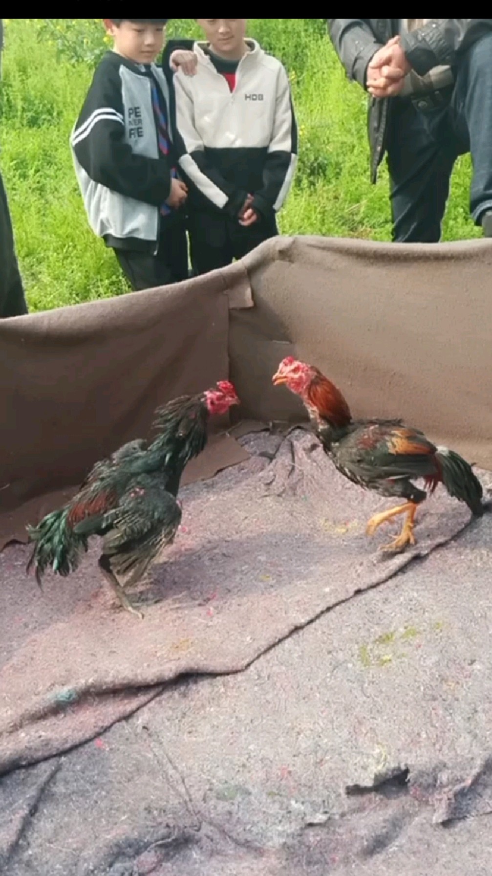河南省邓州市斗鸡视频:两只斗鸡都是高档鸡,打腿声音很透骨!综合实力不相上下