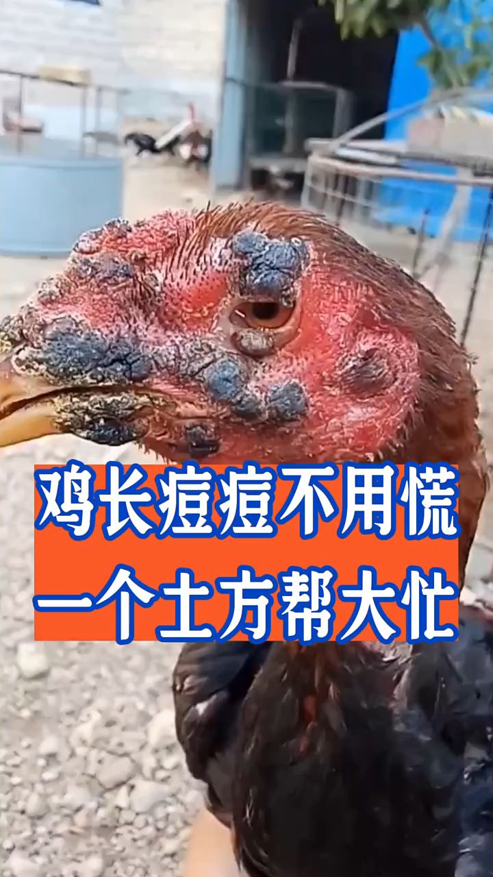 鸡长痘痘不用慌,一个土方帮大忙。
