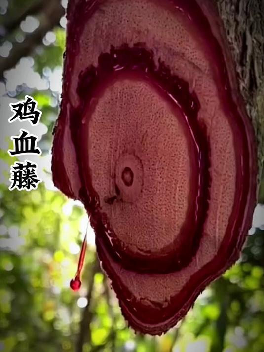 鸡血藤又叫血风藤,九层风,属豆科多年藤本植物