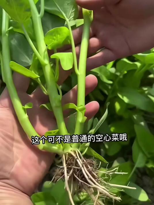 南方特供菜籽,耐涝抗病空心菜种,梅雨季照样蹭蹭长
