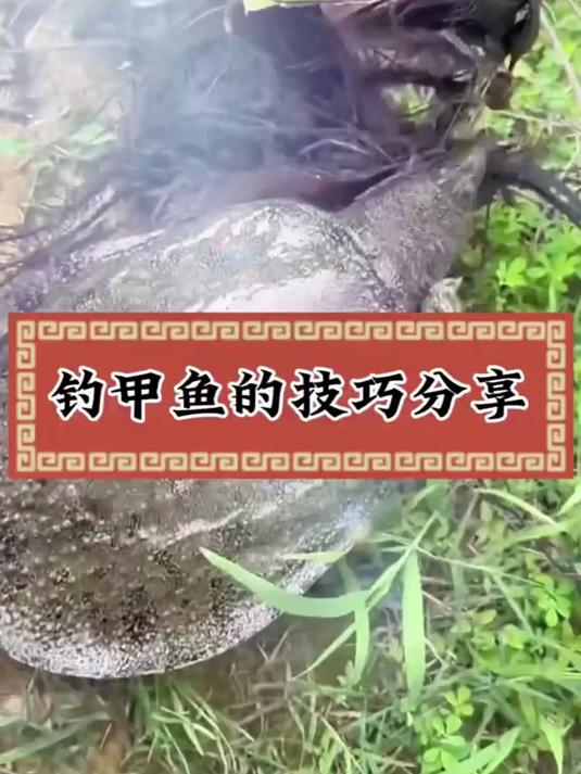 钓甲鱼旺季已来,试试这钓甲鱼地插线组,保证你会爱上垂钓!