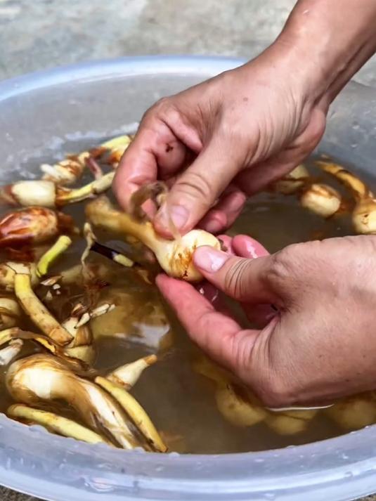 慈姑也叫茨菇是南方地区常见的水生植物也是南方地区非常常见