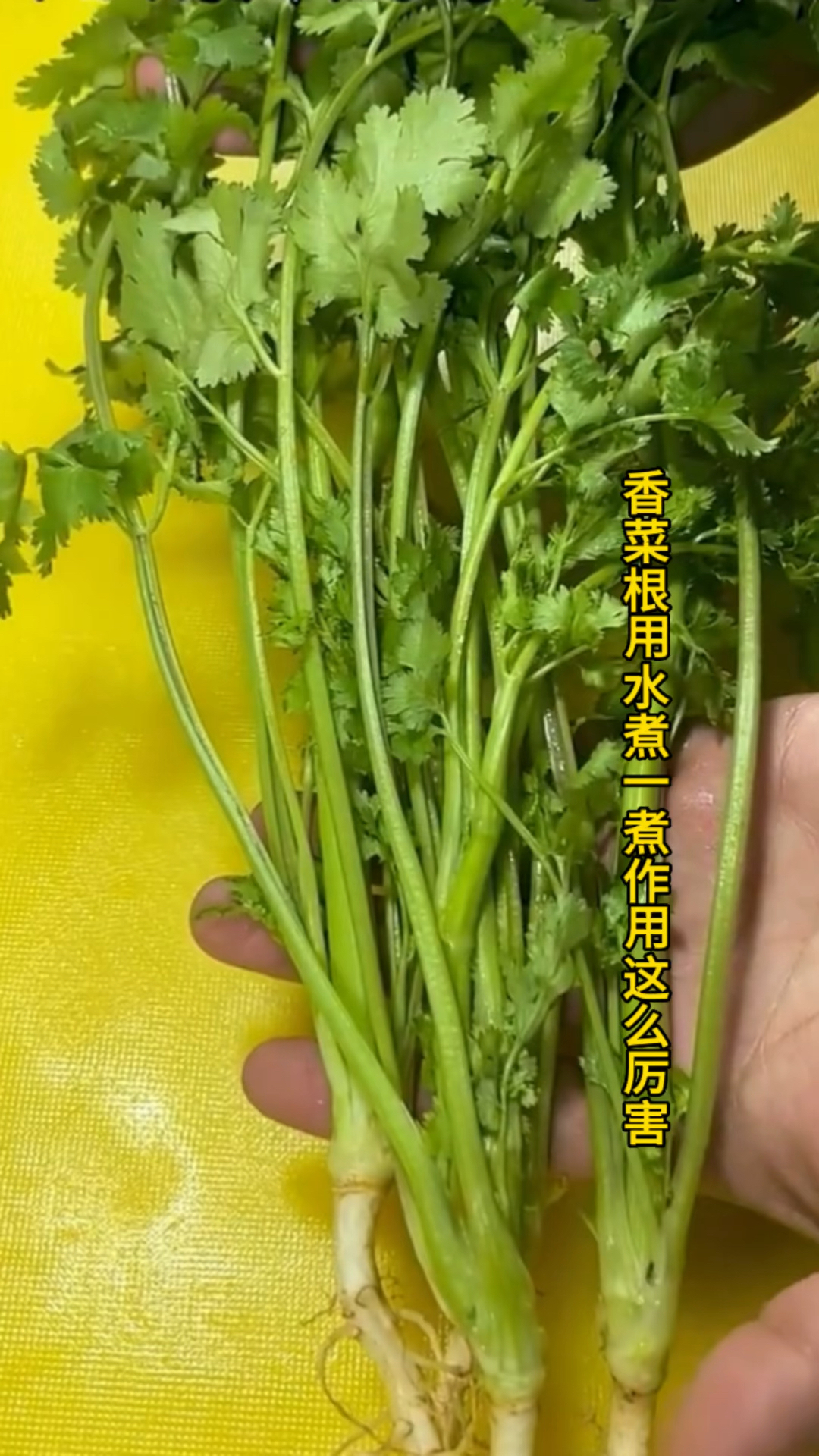 香菜根不要在扔了,用水煮一煮,没想到作用这么厉害。
