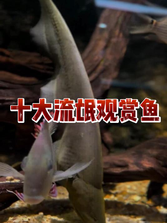 十大流氓观赏鱼