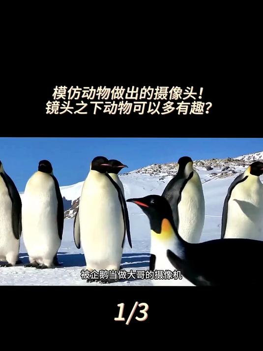 差点变成老大的仿企鹅摄像头,在冰川上,仿生摄像头拍到了什么?