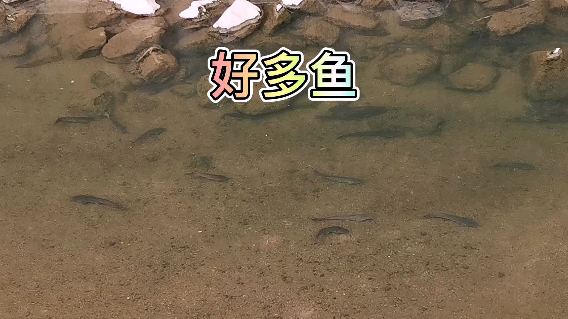 大家看看这些是什么鱼?一群一群的,是埃及塘虱鱼吗?能吃吗?坐标深圳市龙华区
