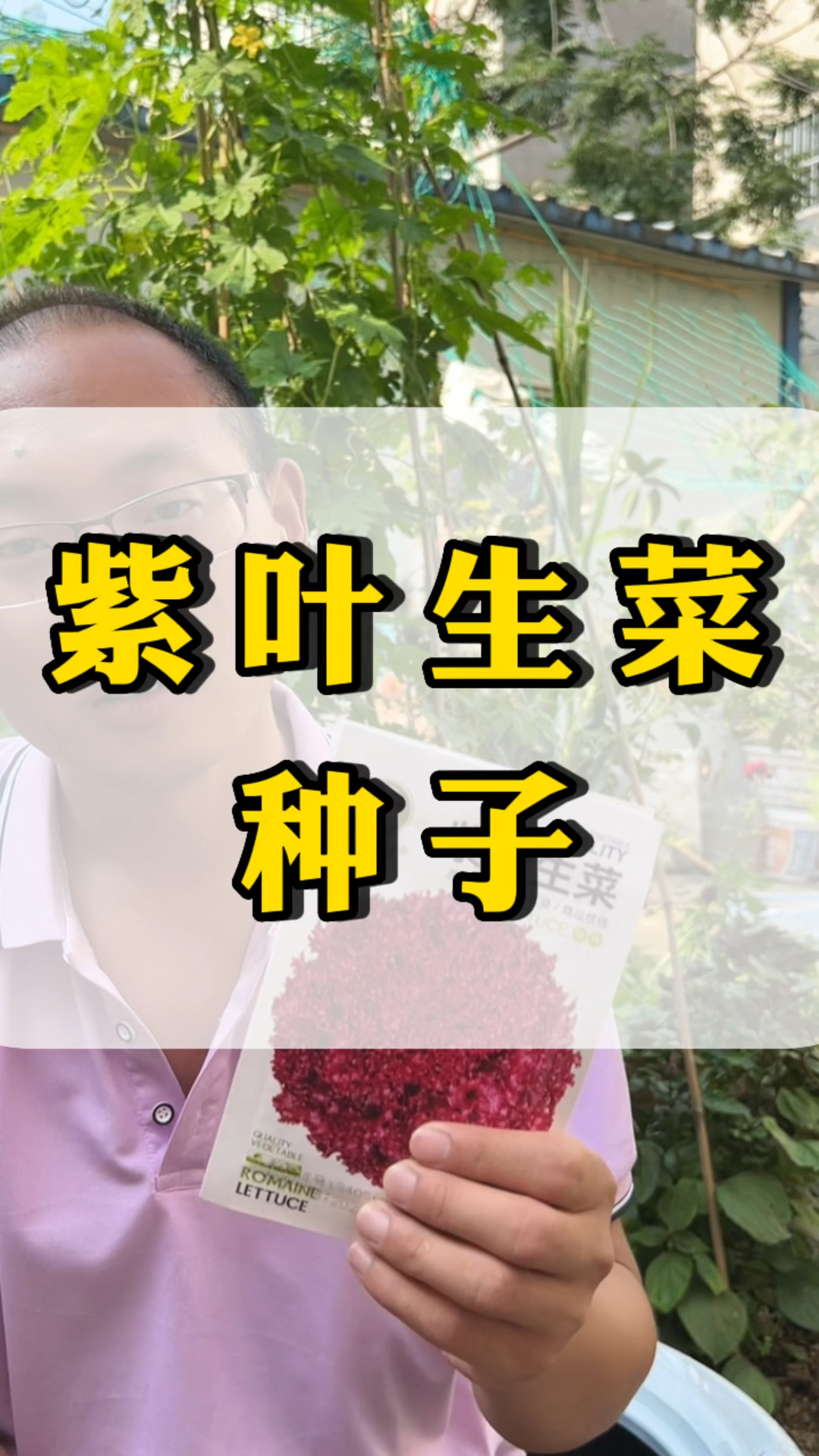 你吃过紫叶生菜吗,不光好吃还含有花青素,营养特别高!