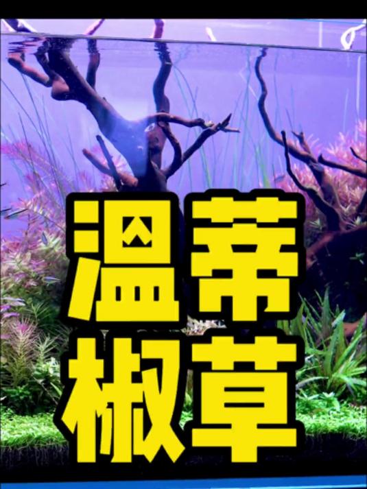 这是一款特别好养好玩的水草,你不会还没养过吧?!