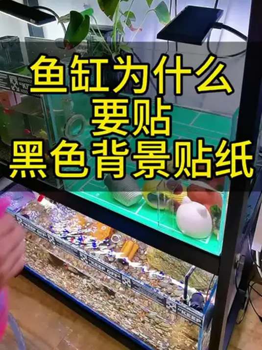 鱼缸背景为啥多贴黑?能消鱼紧迫还简约大气!