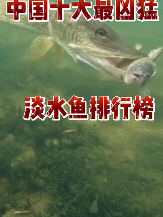 中国十大最凶猛的淡水鱼排行榜