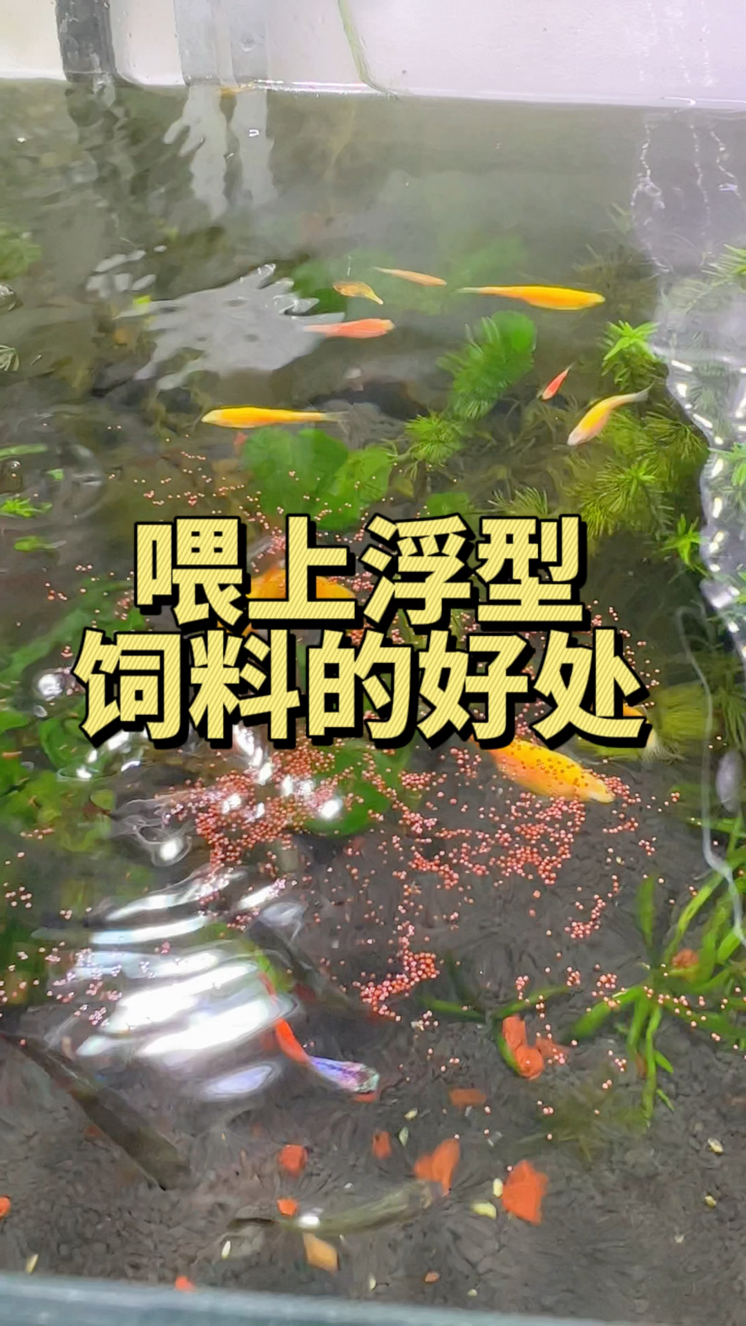 这漂浮型饲料采用优质鱼粉和虾粉,蛋白质含量高养分足。#水族#鱼粮#观赏鱼