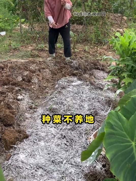 菜地撒点生石灰,土里不生虫,种莱好管理,有它种菜不用愁