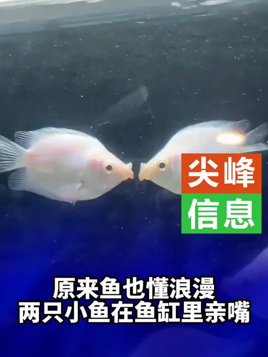 原来鱼也懂浪漫，两只小鱼在鱼缸里亲嘴