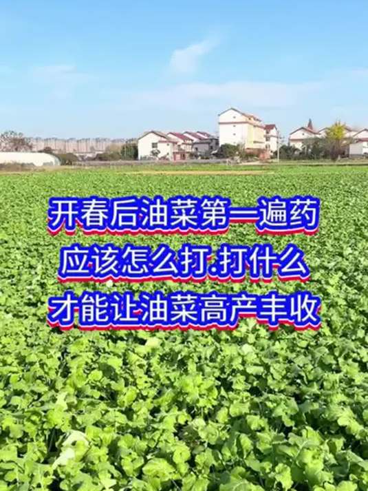 开春油菜第一遍药咋打何时打?助油菜高产丰收!