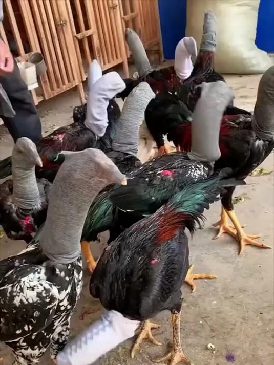 见面就打架的斗鸡